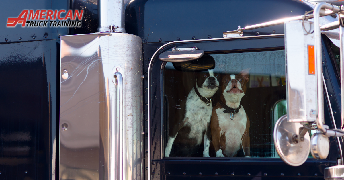 trucking with your dog